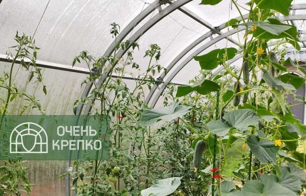 Теплица Усиленная Титан 3м фото 9